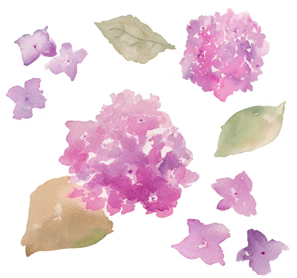 Watercolor Hydrangeas on Isolated Background — Stock Photo, Image