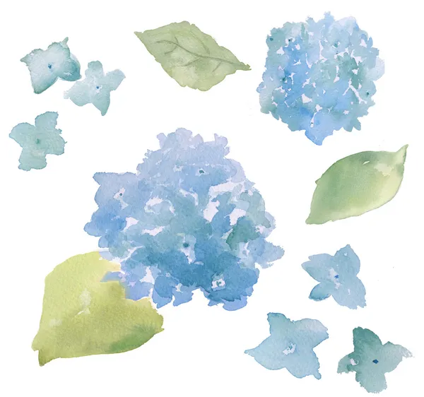 Yalıtılmış zemin üzerine suluboya ortancaları