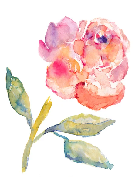Flor de peônia aquarela — Fotografia de Stock