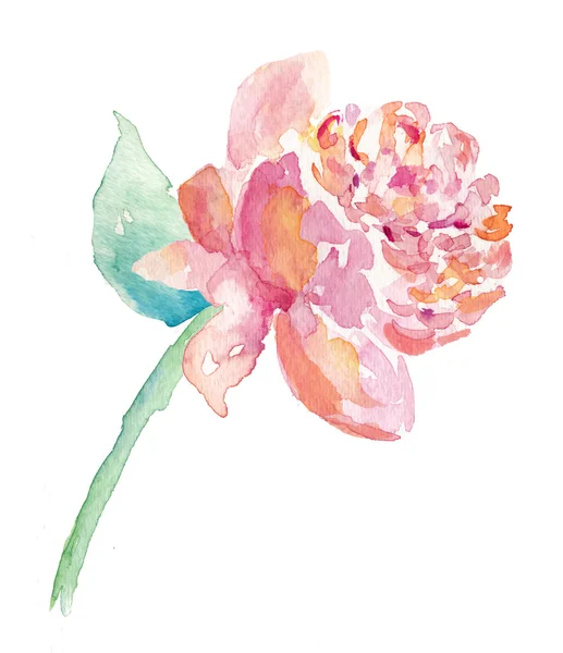 Aquarelle pivoine fleur — Photo