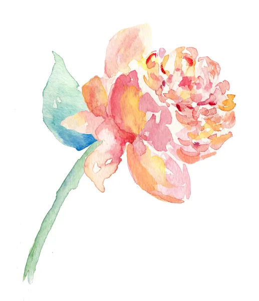 Aquarelle pivoine fleur — Photo