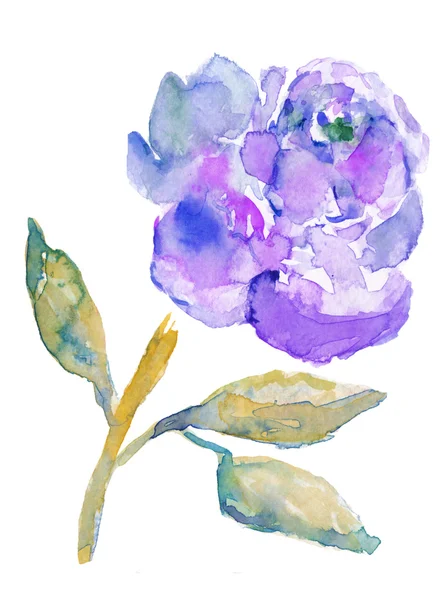 Aquarelle pivoine fleur — Photo