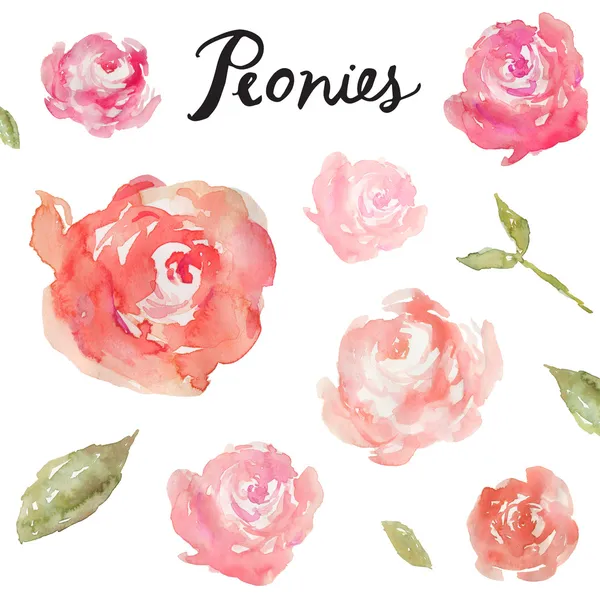 izole beyaz zemin üzerine suluboya peonies