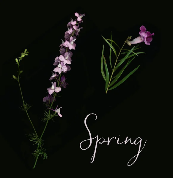 Paarse lentebloemen — Stockfoto