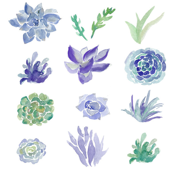 Cute Watercolor Succulent Plants on White Background