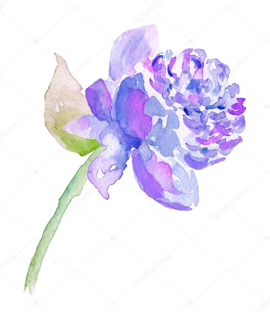 Watercolor Peony Flower