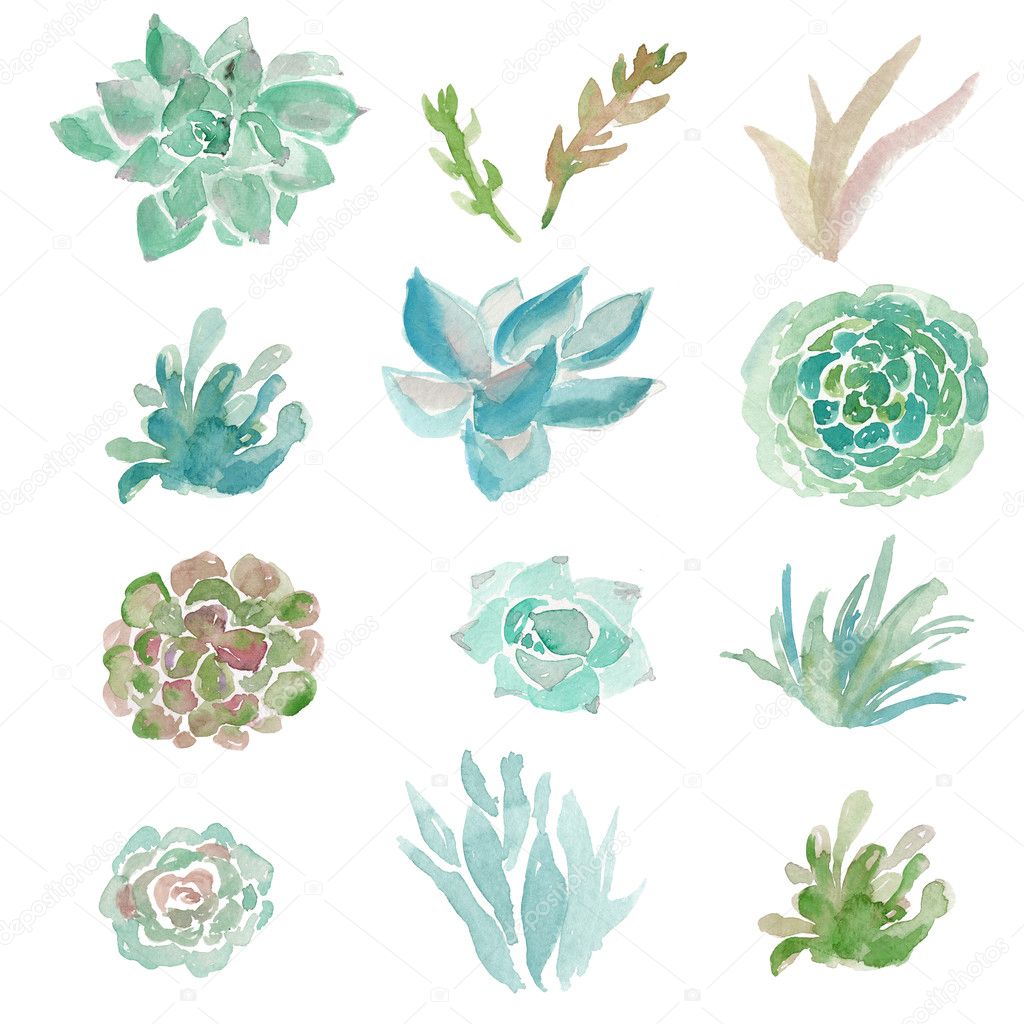 Cute Watercolor Succulent Plants on White Background