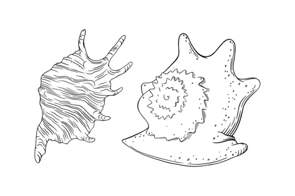 Concha espiral e concha isolada em fundo branco. Esboço de conchas marinhas. Ilustração vetorial —  Vetores de Stock
