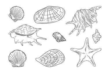 Deniz yıldızı, deniz tarağı, istiridye ve diğer deniz ürünleriyle hazırlanmış deniz kabukları. Beyaz arka planda izole edilmiş mermiler. Vektör illüstrasyonu