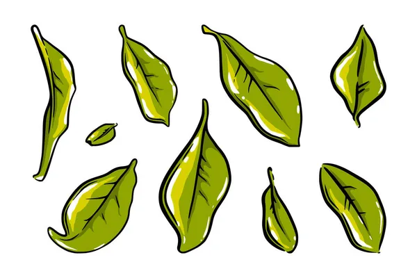 Чайные листья готовы. Изолированные цветные эскизы Цейлона или индийских чайных листьев. Векторная иллюстрация — стоковый вектор
