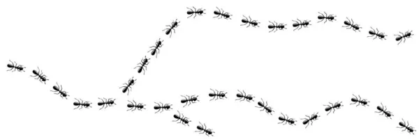 Myrornas stigkurva. Myra väg isolerad i vit bakgrund. Vektorillustration — Stock vektor