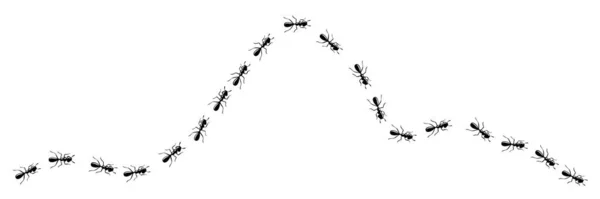 Karıncalar yol eğrisi. Karınca yolu beyaz arkaplanda izole edildi. Vektör illüstrasyonu — Stok Vektör