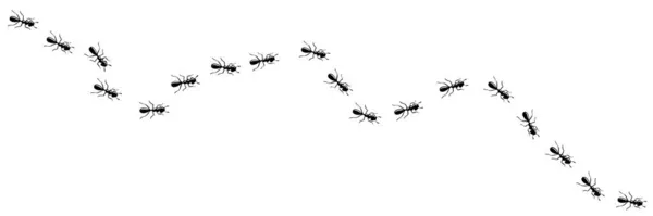 Myror marscherar i stigen. Myra väg isolerad i vit bakgrund. Vektorillustration — Stock vektor