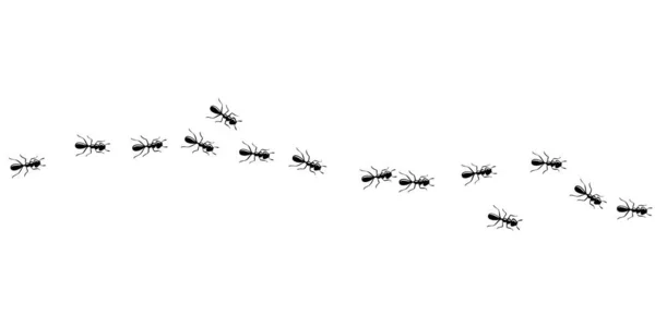 Invasione delle formiche. Sentiero delle formiche isolato su sfondo bianco. Illustrazione vettoriale — Vettoriale Stock