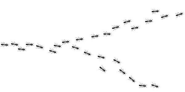 Myror marscherar i stigen. Myror isolerade i vit bakgrund. Vektorillustration — Stock vektor