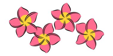Frangipani ya da Plumeria egzotik yaz çiçeği. Kabartmalı frangipani beyaz arka planda izole edilmiş. Vektör illüstrasyonu