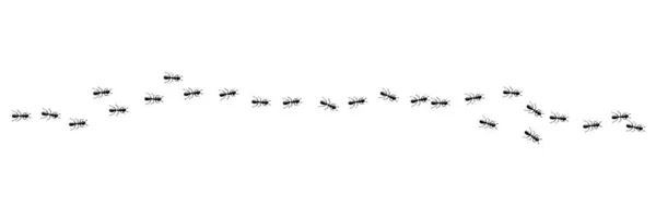 Ants colony marching in trail. Ant path isolated in white background. Vector illustration Лицензионные Стоковые Векторы