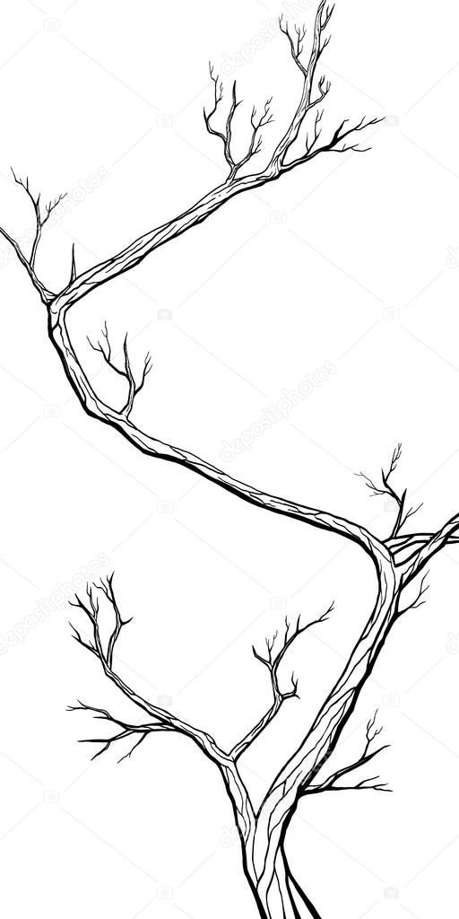 A young, long plant is a with a winding trunk, without background. Isolated silhouette japanese tree sakura with a thin, curving trunk and sharp branches without flowers and leaves.