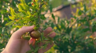 Mans hand is holding the branch with pomegranate fruit. Green bushes on the background.
