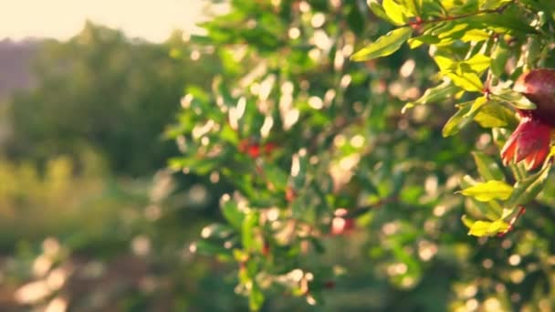 Green Growing Pomegranate Fruit Rays Sun Close — Stock video