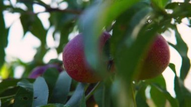 The branch with large juicy nectarine close up. The leaves in the sunny light.