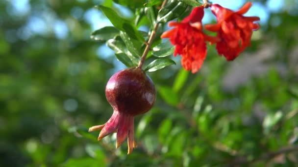 Pomegranate Fruit Blossoming Sunny Windy Day — 비디오