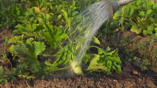 Watering Bush Zucchini Watering Can Squash Field — 图库视频影像