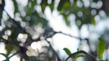 Olgunlaşan nektarin dalları rüzgarda sallanıyor. Kapat..