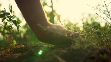 Man is sifting the soil through the palms. Flecks of sunlight. Green plants on the background.
