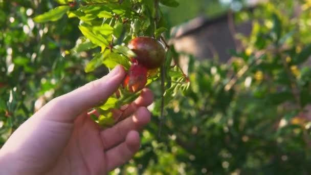 Mans Hand Passing Pomegranate Leaves Fingers Warm Sunny Evening — Vídeos de Stock
