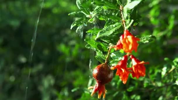 Watering Pomegranate Bush Hot Sunny Day Greenery Bushes Background — Vídeos de Stock
