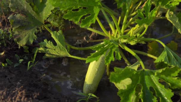Ripe Squash Top Soil Watered Zucchini Bush Garden Evening Natural — Vídeos de Stock