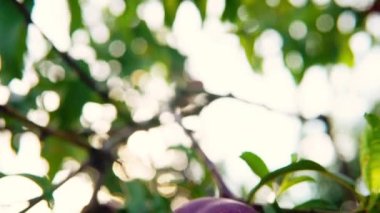 Ağacın üzerinde sulu nektarin meyveleri yetişiyor. Parlak yeşil yapraklar.