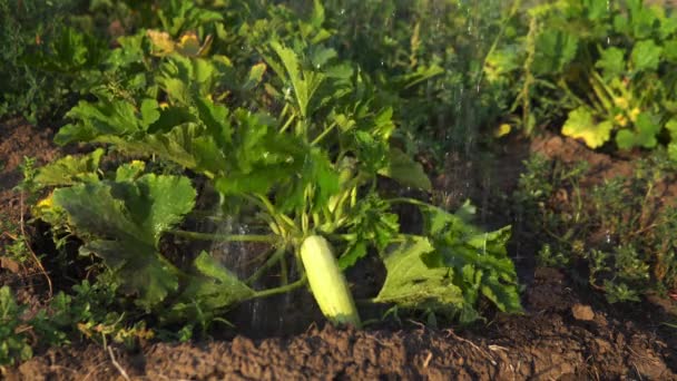 Spraying Squash Bush Watering Pot Kailyard — Stockvideo