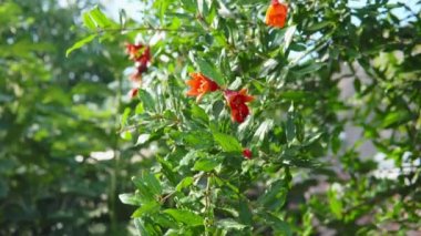 Branch of pomegranate with red blossoming is swaying in the wind.