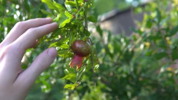 Running Hand Pomegranate Leaves Unripe Pomegranate Fruit — 비디오