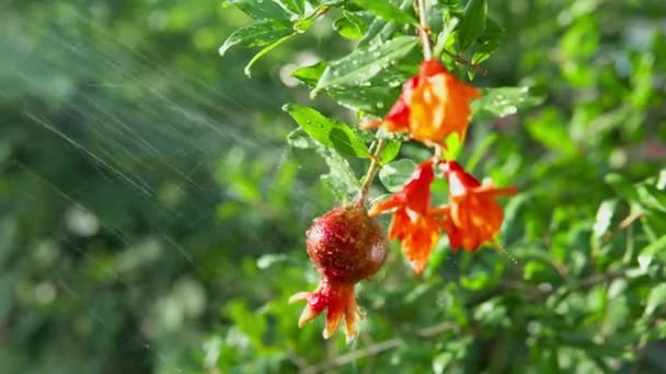 Spraying Water Pomegranate Tree Blossoming Close — Vídeos de Stock