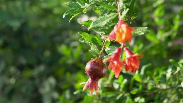 Pomegranate Fruit Growing Tree Blooming Tree Lots Greenery Background — Video Stock
