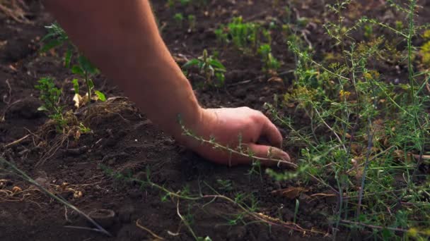 Mužský Farmář Prohrabává Zemi Dlaněmi Kailyardu Večerní Slunce — Stock video
