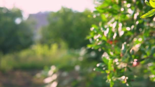 Bloeiende Granaatappelboom Granaatappelfruit Verbouwen Vlekken Zonlicht Zonnige Avond — Stockvideo
