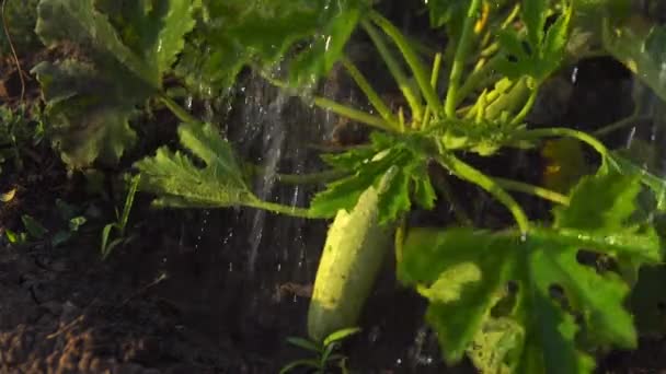 Watering Bush Zucchini Watering Can Squash Field — Vídeos de Stock