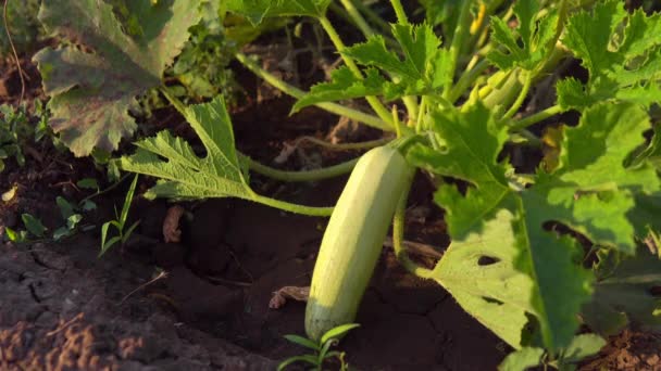 Watered Zucchini Bush Big Squash Top Earth — 비디오