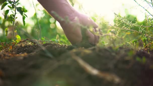 Agricultural Work Farmer Sifting Soil Field Sun Glare — стоковое видео