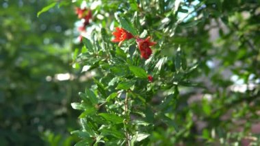 Blossoming pomegranate tree on a summer sunny day. Green little pomegranate fruit on the branch.