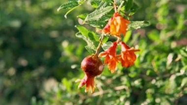 Bright blooming bush with pomegranate fruit close up. The bee is flying near the bush.