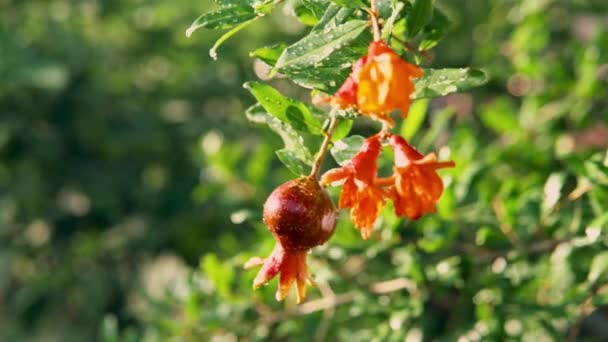 Bright Blooming Bush Pomegranate Fruit Close Bee Flying Bush — Stock Video