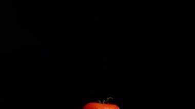  Washed tomatoes. Large tomatoes with water drops on the surface in rotation. Black background. Front view.