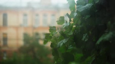 View on the greenery close up. Building beige color on the background. Windy rainy weather. Swaying leaves.