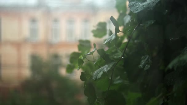 Вид Окна После Дождя Туманный Вид Бежевое Здание Деревья — стоковое видео