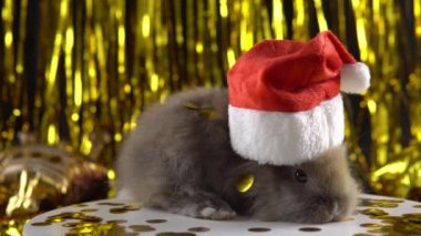 The New Year celebration. 2023. The year of bunny. Cute bunny in the New Years hat.